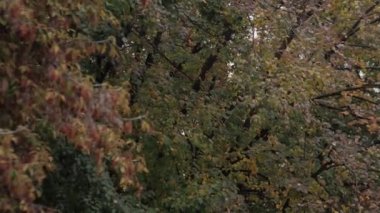 Sonbahar parkında düşen yapraklar. Renkli sonbahar yaprakları. Caddedeki sonbahar yeşilliklerine bak.