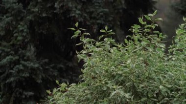 Cornus Alba rüzgarda sallanıyor. Süslü çalı çalı alba ve parkta yeşil çalı boynuzu ağacı.