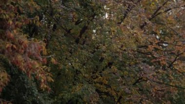 Sonbahar parkında düşen yapraklar. Renkli sonbahar yaprakları. Caddedeki sonbahar yeşilliklerine bak.