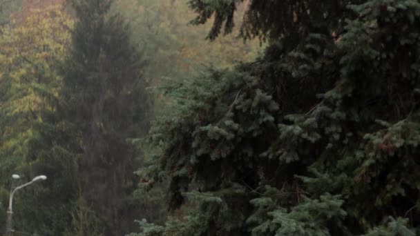 Grüne Kiefer Regentropfen Herbstwald Aus Nächster Nähe Tannennadeln Übersät Mit — Stockvideo