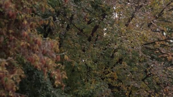 Vallende Bladeren Het Herfstpark Kleurrijke Vallende Herfstbladeren Uitzicht Door Het — Stockvideo