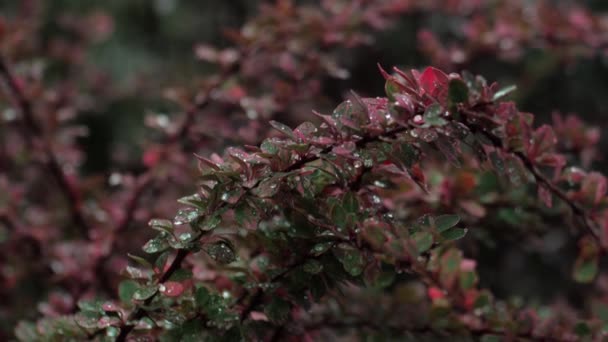 Барбарис Дождем Капли Дождя Красноватых Листьях Барбарис Фиолетовые Листья Барбариса — стоковое видео