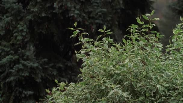 コーンウス アルバは風の中で泳いでいる 公園内の観賞的な低木のトウモロコシアルバと緑の葉の角の木 — ストック動画