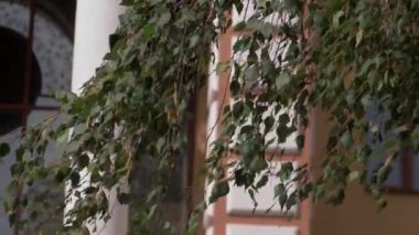 Ağaç dallarında yeşil yapraklar. Ağaç dallarının arka planında taze yapraklar var. Rüzgarda gelişen huş dallarına yakın çekim. Yavaş çekim videosu.