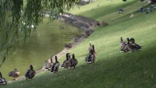 Πάπιες Και Περιστέρια Περπατούν Δίπλα Στη Λίμνη Καλοκαίρι Πάπιες Στη — Αρχείο Βίντεο