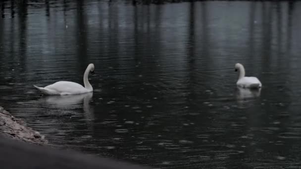 スウェーデン人は湖で泳いでいる 雨天の湖で白い白鳥が泳いでいる 一組のスワン スローモーション — ストック動画
