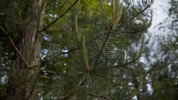 Spruce Branch Sways Wind Fir Branch Green Cones Green Spruce — Stock Video