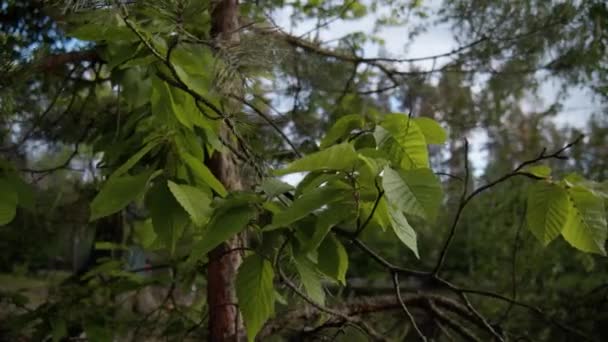 Hainbuchenblätter Carpinus Betulus Hainbuche Ein Schöner Zweig Schwankte Einem Sonnigen — Stockvideo