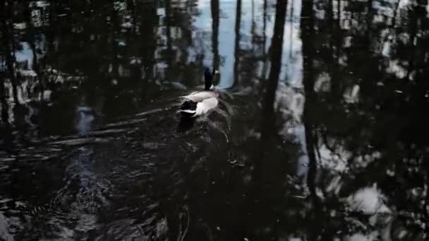 Мужчина Утка Переплывает Озеро Золотыми Отражениями Утка Плывущая Через Озеро — стоковое видео
