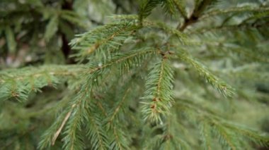 Genç bir ladin dalı rüzgarda sallanıyor. Çam dalına yağmur damlası. Yavaş çekim.