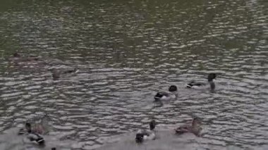 Ördekler gölde yüzüyor. Gölde yüzen ördeğe yakın durun. Ördek ailesi bir yaz günü gölde yüzer..