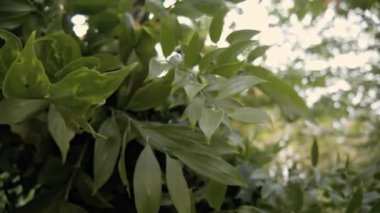 Nageya nagi bitkisinin parlak yapraklarına yakın çekim. Nageia nagi farklı havalarda hayatta kalabilen bir ağaçtır. Düğün dekorunda yeşil bitkiler.