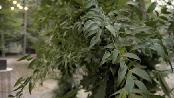 奈良屋のナギ工場の光沢のある葉の閉鎖 ナゲリアナギは 異なる天候で生き残ることができる木です 結婚式の装飾の緑の植物 — ストック動画