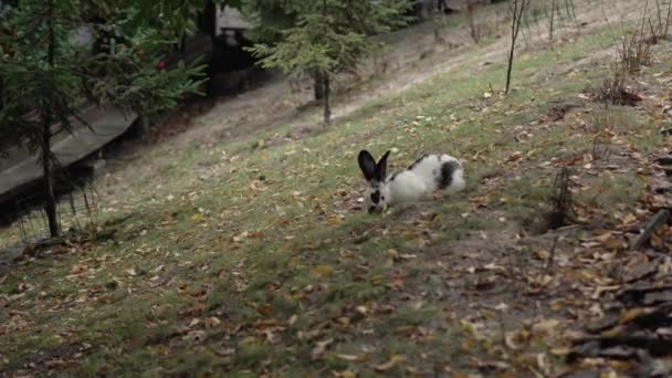 兔子在草地上吃草 可爱的小白兔在草地上玩耍 复活节动物的象征 — 图库视频影像