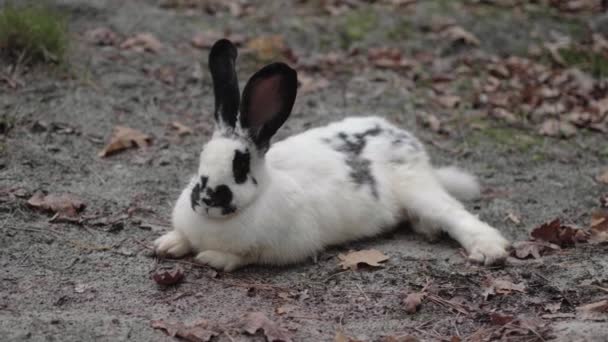 Conejo Comiendo Una Hierba Prado Adorable Conejito Blanco Jugando Hierba — Vídeos de Stock