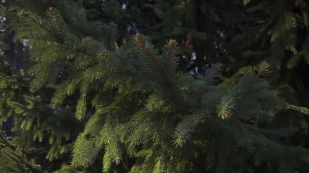 绿云杉分枝 常绿云杉的分枝 在风中摇曳 有选择的重点 后续行动 — 图库视频影像