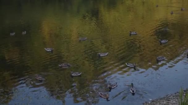 Качки Плавають Через Озеро Близько Качки Плавають Через Ставок Сім — стокове відео