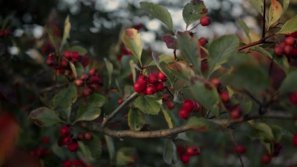 Frutos Vermelhos Espinheiro Uma Árvore Close Fruta Vermelha Brilhante Espinheiro — Vídeo de Stock