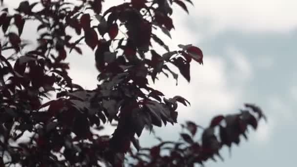 Гілка Бордовим Осіннім Листям Ширяє Ніжному Вітрі Барвисте Вишневе Листя — стокове відео