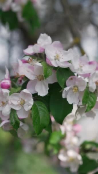 Větev Kvetoucích Jabloní Zblízka Větev Stromu Chvěje Větru Bílé Kvetoucí — Stock video