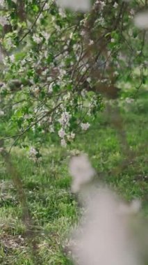 Beyaz çiçekli çiçek açan elma ağacının dalları. Rüzgâr esintisiyle yavaşça sallanan meyve ağaçları. Çiçekler ağaçlardan düşer. Güzel bahçenin doğal ışıklandırması. 