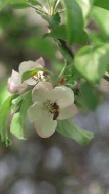 Arı meyve bahçesindeki beyaz çiçeklerden polen topluyor. Arı çiçekleri döller. Bahçesinde yeşil yaprakları ve beyaz çiçekleri olan elma ağacındaki bal arıları. Çiçek açan ağaç. Dikey video.