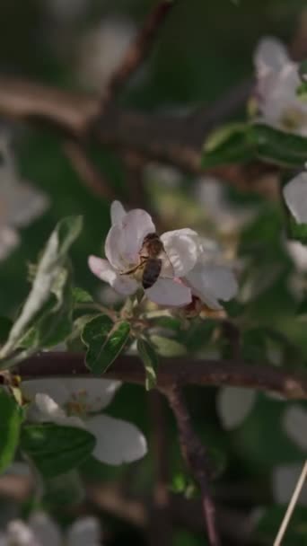Včela Sbírá Pyl Bílých Květů Sadu Včela Opyluje Květiny Medové — Stock video