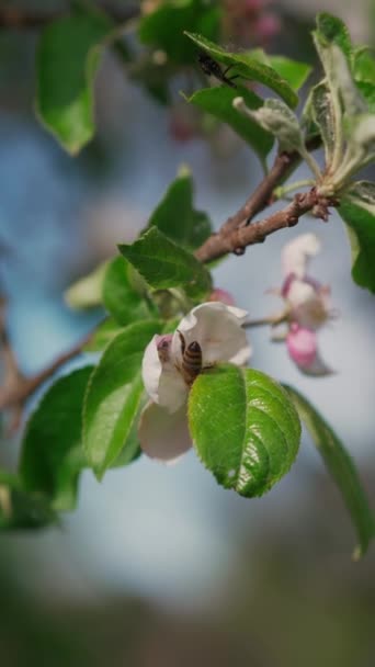 蜜蜂从果园的白花中采集花粉 蜜蜂给花授粉 苹果树上有蜜蜂 花园里有白花绿叶 开花的树垂直录像 — 图库视频影像