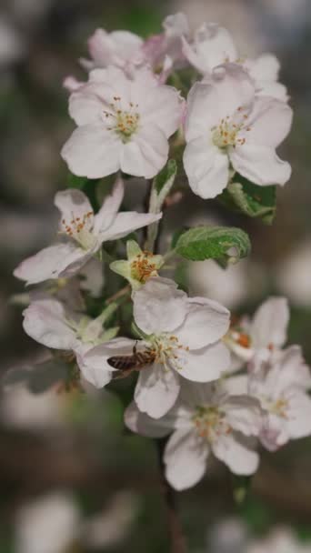 Včela Sbírá Pyl Bílých Květů Sadu Včela Opyluje Květiny Medové — Stock video
