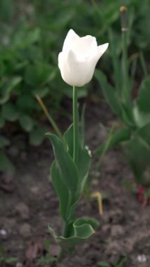 Bahçede beyaz bir lale sallanıyordu. Çiçek tarhında beyaz lale. Bahar. Seçici odaklanma. Dikey video.