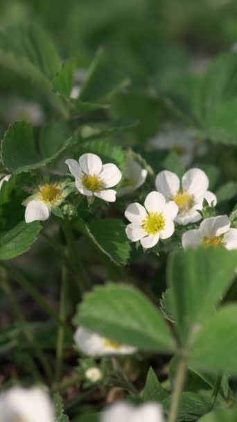 Spring Blooming Strawberry Grows Bed White Strawberry Flowers Bloom Swaying — Vídeo de Stock