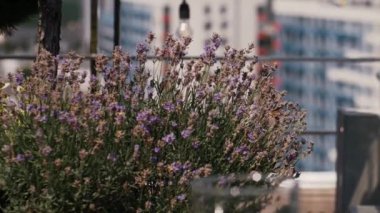 Sphingidae kelebeği, Macroglossum stellatarum. Kelebek sfenksi lavanta çiçeğinden nektar emer. Gece güvesi - sfenks güvesi, büyük bir lavanta çalısını döller.. 