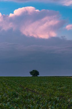 Yazın, bulutlu havada, gün batımında, çayırlarda ve tahıl tarlalarında çekilmiş kırsal manzara fotoğrafçılığı.. 