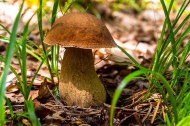 Porcini mantarının doğal ortamında çekilmiş fotoğrafı. Ormandaki bir Boletus Edulis mantarının yakın plan fotoğrafı..