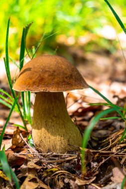 Porcini mantarının doğal ortamında çekilmiş fotoğrafı. Ormandaki bir Boletus Edulis mantarının yakın plan fotoğrafı..