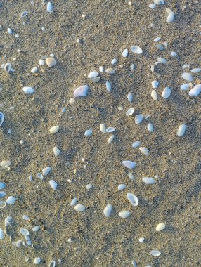 Sarı kumsalda deniz kabukları