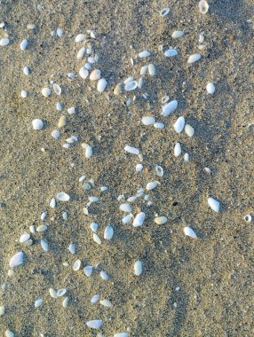 Sarı kumsalda deniz kabukları