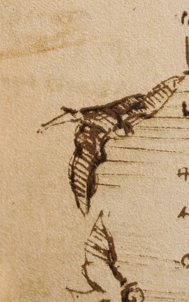 Manuscrito Desenhos Aves Voo Por Leonardo Vinci Livro Antigo Codice — Fotografia de Stock