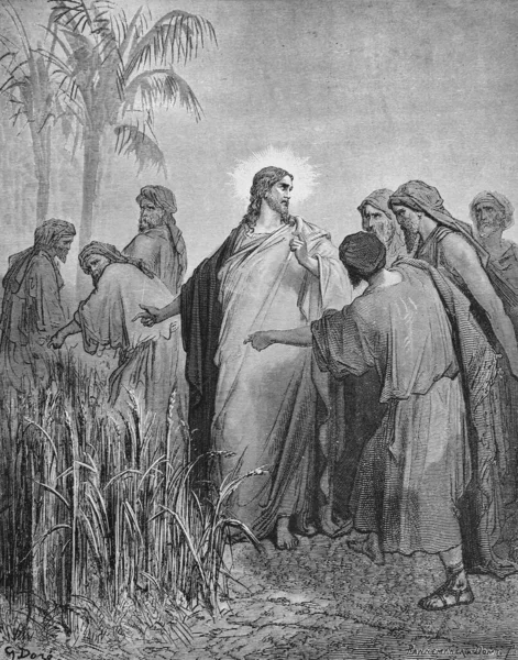 Jesús Protege Los Discípulos Cosechando Oídos Viejo Libro Biblia Imágenes — Foto de Stock