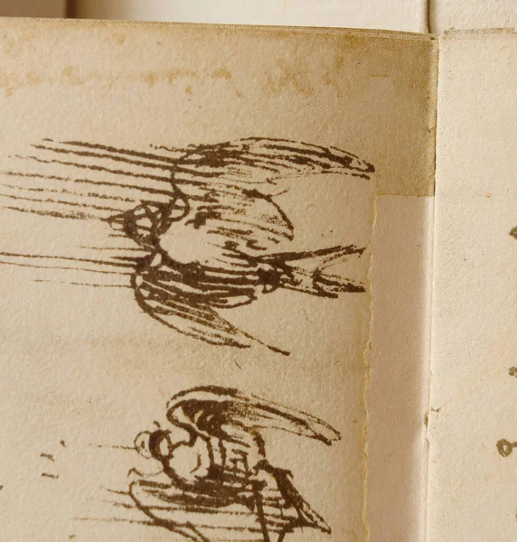 Χειρόγραφο Σχέδια Πτήση Πουλιών Του Λεονάρντο Ντα Βίντσι Στο Παλιό — Φωτογραφία Αρχείου