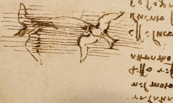 Manuskript Ritningar Fågelflygning Leonardo Vinci Den Gamla Boken Codice Sul — Stockfoto