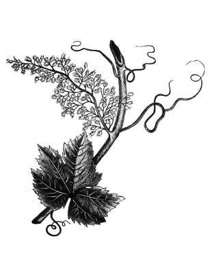 Tarihi bir resim, klasik kitaptan tarihi bir çizim. Siyah ve beyaz.