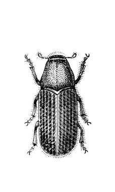 Tarihi bir resim, klasik kitaptan tarihi bir çizim. Siyah ve beyaz.