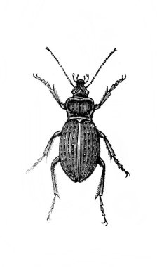 Tarihi bir resim, klasik kitaptan tarihi bir çizim. Siyah ve beyaz.