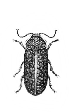 Tarihi bir resim, klasik kitaptan tarihi bir çizim. Siyah ve beyaz.