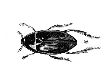 Tarihi bir resim, klasik kitaptan tarihi bir çizim. Siyah ve beyaz.