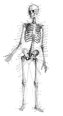 Tarihi bir resim, klasik kitaptan tarihi bir çizim. Siyah ve beyaz.