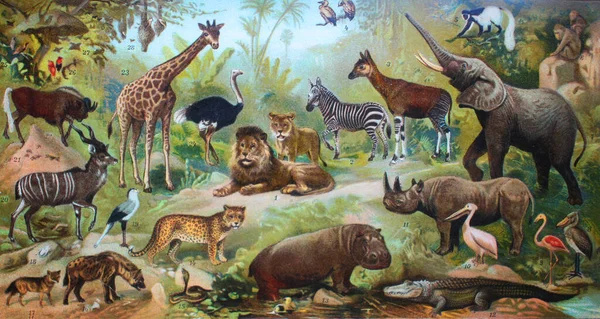 Fauna Africana Animali Africa Nel Vecchio Libro Dizionario Enciclopedico Brokgauz — Foto Stock