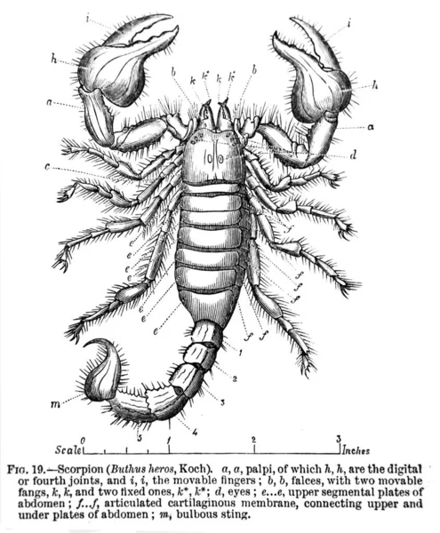 Black合著的一本古籍 大英百科全书 Encyclopaedia Britannica 中雕刻的蝎子地图插图 1875年2月2日 匹兹堡 — 图库照片
