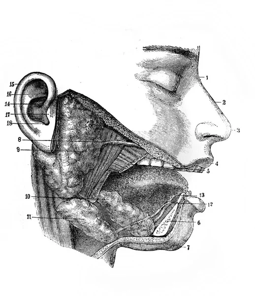 Hidung Dan Oral Cavityin Buku Lama Encyclopedic Dictionary Oleh Granat — Stok Foto
